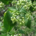 Euonymus obovatus fleur P1A